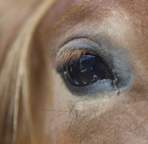 Fine art animal photograph titled Lashes by Angelique Antoniou