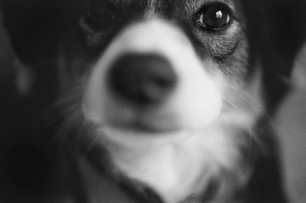 Fine art animal photograph titled Lucky Untitled by Angelique Antoniou