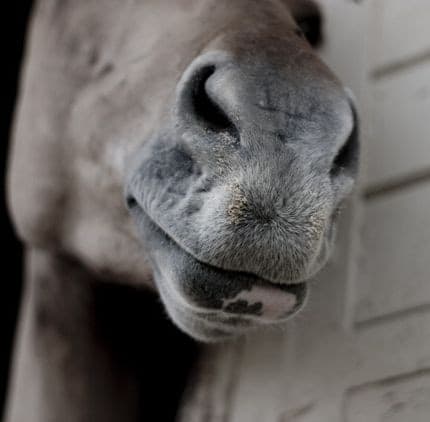 Fine art animal photograph titled Velvet by Angelique Antoniou